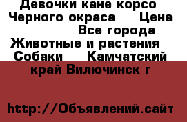 Девочки кане корсо. Черного окраса.  › Цена ­ 65 000 - Все города Животные и растения » Собаки   . Камчатский край,Вилючинск г.